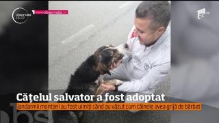 Câinele maidanez care a salvat viaţa unui biciclist rănit pe munte a fost adoptat de o familie din Reşiţa