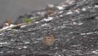 Fenomen rar în America de Sud! A nins ca în basme în capitala Boliviei, La Paz