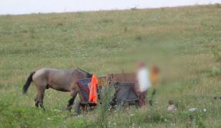 Alertă în Satu Mare! O fetiţă de doi ani a dispărut fără urmă, după ce a căzut dintr-o căruță