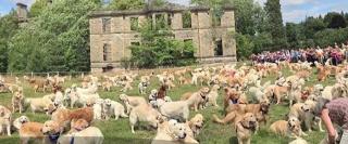 Rasa canină Golden Retriever a împlinit 150 de ani