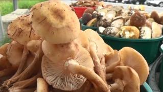 Bilanţ negru al intoxicaţiilor cu ciuperci otrăvitoare: 4 morţi, zeci de români spitalizaţi