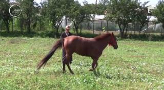 Cal descoperit, în agonie, pe marginea unui drum din Bacău, salvat de o femeie din Dolj!