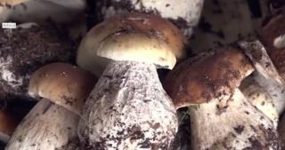 Două familii s-au intoxicat cu ciuperci culese din pădure! Şase persoane, între care şi doi copii au ajuns de urgenţă la spital