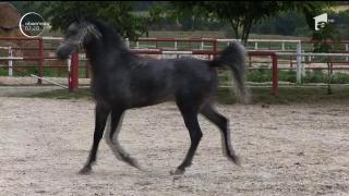 Caii de rasă din Herghelia Națională, o comoară inestimabilă!