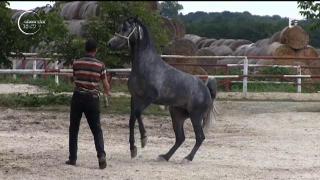 Prea puţini ştiu asta dar ţara noastră deţine o herghelie naţională de o valoare impresionantă. Multe dintre exemplare au fost şi vedete!