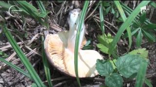 Cum putem deosebi ciupercile otrăvitoare de cele comestibile