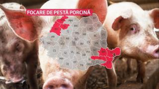 Pesta porcină ar putea avea efecte nefaste în România: primele sunt deja vizibile la graniţa cu Bulgaria