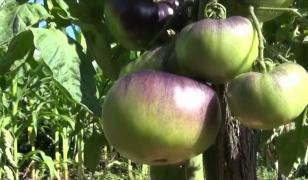 Grădină bizară în Bistrița: roşiile sunt negre, cartofii mov, iar păstăile de fasole depăşesc un metru