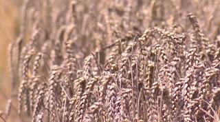 Ploile de vară scumpesc pâinea la toamnă! Vremea a afectat puternic culturile de cereale