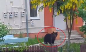 Ursul a atacat din nou, de data aceasta la Băile Tuşnad