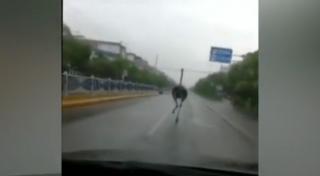 Surpriză pentru locuitorii unui orăşel din sudul Chinei: s-au întâlnit pe stradă cu un struţ