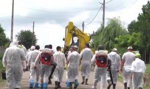 Autoritățile au ucis sute de porci în Ialomița, de frica pestei porcine. Disperați, sătenii au tăiat animalele și le-au pus în frigider