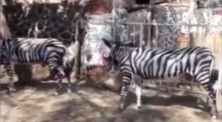 O grădină zoologică din Egipt a vopsit măgari ca să arate ca nişte zebre. Imaginile au stârnit revoltă printre internauţi