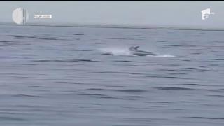 Imagini spectaculoase: Delfinii şi-au făcut apariţia după furtună, în Eforie Nord!