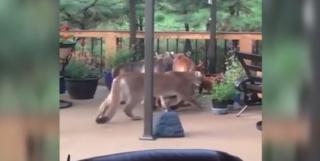 Un american s-a trezit cu patru pume pe terasa casei sale