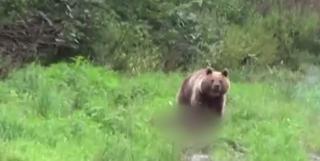 Ursoaica bănuită că ar fi atacat doi bărbaţi la Băile Tuşnad, va fi capturată şi mutată la Sanctuarul de urşi de la Zărneşti