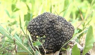 "Caviarul ciupercilor" a devenit o adevărată afacere. Cum se câştigă bani frumoşi dintr-o cultură de trufe