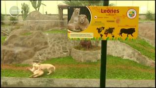 Doi pui de leu albi au fost prezentaţi pentru prima dată publicului la grădina zoologică din Lima, capitala Perului