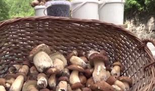 O întreagă familie din Bacău a ajuns la spital, după ce au mâncat cu ciuperci otrăvitoare