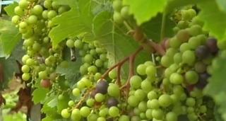 Recoltă slabă în Dobrogea, din cauza ploilor abundente