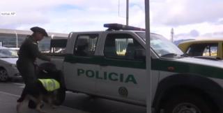 Câine polițist, amenințat cu moartea de traficanţi de droguri, în Columbia