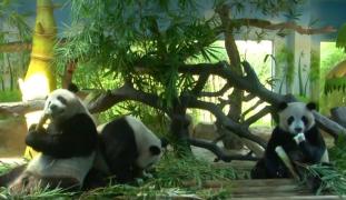 Singurii tripleţi cunoscuţi din specia urşilor panda au fost sărbătoriţi cu mare fast la împlinirea vârstei de patru ani