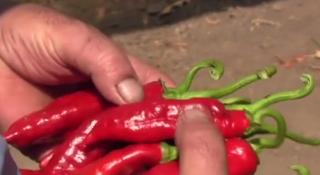 Ardeiul pentru boia, afacere profitabilă în satele din vestul țării!