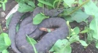 Un șarpe, găsit în fața Ministerului de Justiție se plimbă şi acum nestingherit, pentru că nimeni n-a putut să-l prindă