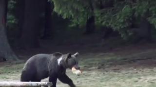 Turiştii care vizitează Cetatea Poenari, păziţi de jandarmi, de teama urşilor