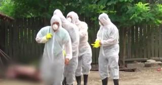 Criza pestei porcine scapă de sub control! Un milion de animale riscă să fie sacrificate