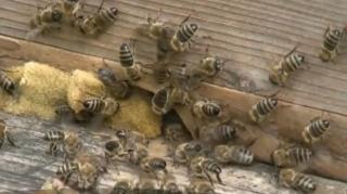 Viespile și albinele au devenit tot mai agresive din cauza vremii atipice