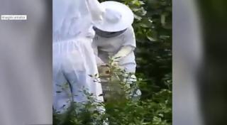 Misiune cu potenţial înţepător! Viespile din Ţânţăreni, îndepărtate de jandarmi