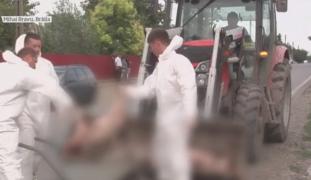 Pesta porcină din România, între măsuri urgente și haos. Fermierii acuză autoritățile că nu au intervenit ferm