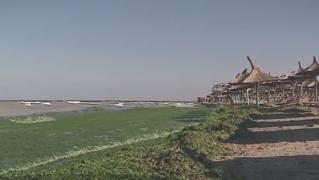 În Vama Veche, Marea Neagră e verde! Curenții marini au adus din larg tone de alge