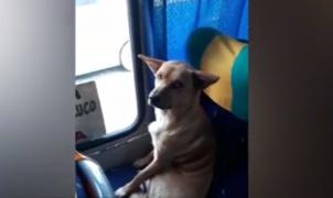 Un câine maidanez din Chile a topit inimile tuturor, după ce a fost filmat în timp ce se relaxa pe scaunul unui autobuz