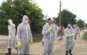 Epidemia de pestă porcină, cea mai mare catastrofă biologică din istoria României