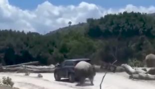 Mașină cu turiști, atacată de rinocer într-un parc zoologic din Mexic