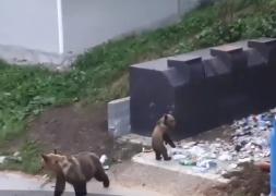 Doi pompieri voluntari din Tuşnad au ajuns la spital, după ce au fost atacaţi de urşi