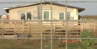 Focare de pestă porcină în Constanţa, dar mistreţii umblă liberi chiar pe uliţele unui sat declarat în carantină