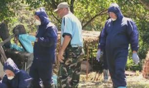 Pesta porcină din România, pericol uriaș de răspândire. Leșurile porcilor plutesc pe Dunăre, la Galați