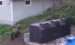 Stare de alertă în Harghita. Numărul urşilor, în zonă, e de patru ori mai mare decât ar trebui