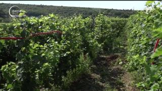 Viile din Prahova au rezistat cu succes atât ploilor abudente, cât şi caniculei