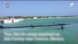 Operaţiune impresionantă în Mexic pentru salvarea unei balene