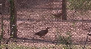 Cea mai mare crescătorie de fazani de vânătoare se află în judeţul Prahova