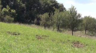 Localnicii dintr-o comună arădeană au găsit soluţii care să ţină departe porcii sălbatici