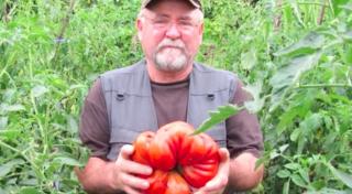 Un pensionar din Mureş se lăudă cu o recoltă impresionantă de roşii gigant