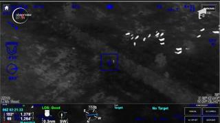 Vacile, pe post de poliţişti! În Florida, o femeie care încerca să scape de agenţi a fost capturată cu ajutorul unei turme de vaci