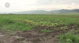 Agricultorii din Harghita, disperaţi după ce munca lor a fost distrusă din cauza ploilor din ultima vreme