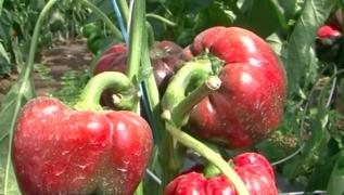 Primăria din Târgu Mureş a pornit o afacere cu legume BIO