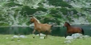 În unul dintre cele mai frumoase locuri din ţară, munţii Retezat, caii zburdă liberi ca în poveşti